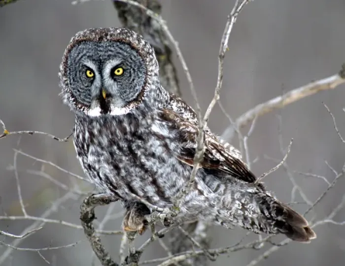 Framed Print : 05. Great Gray Owl near Cotton, MN, perched in a bush Framed Print : 05. Great Gray Owl near Cotton, MN, perched in a bush