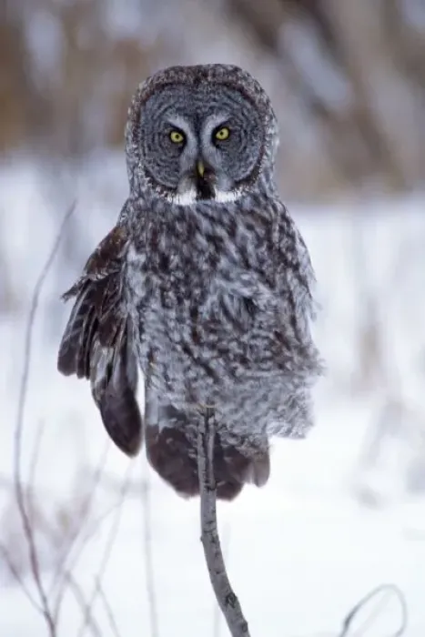 Framed Print : Great Gray Owl near Pine City MN