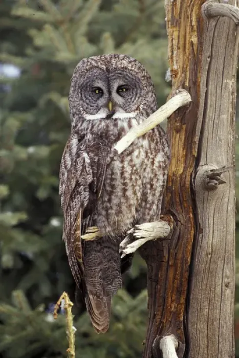 Framed Print : Great Gray Owl (Strix nebulosa) Framed Print : Great Gray Owl (Strix nebulosa)