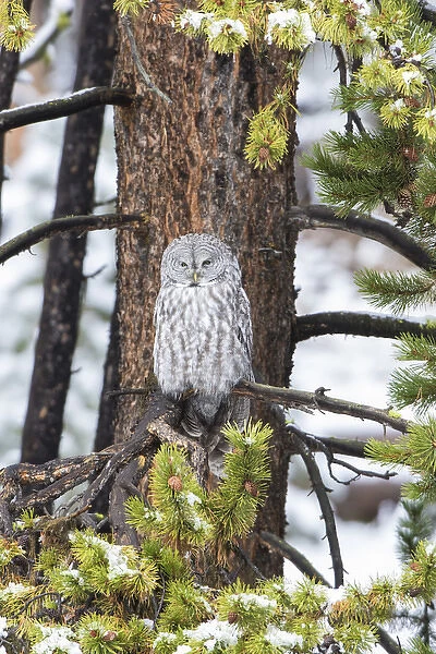 Great Gray Owl (Strix nebulosa) in snowstorm, Yellowstone National Park, WY