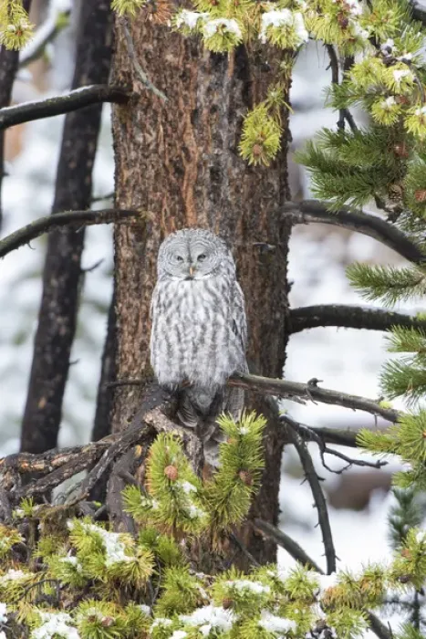Framed Print : Great Gray Owl (Strix nebulosa) in snowstorm, Yellowstone National Park, WY