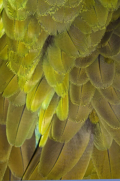 Great Green Macaw feather pattern, Ara ambiguus, also known as Buffons Macaw