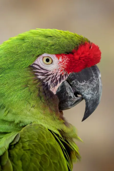 Framed Print : Great green macaw, native to South America