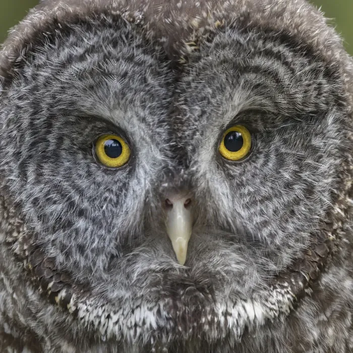 Framed Print : Great grey owl, Montana