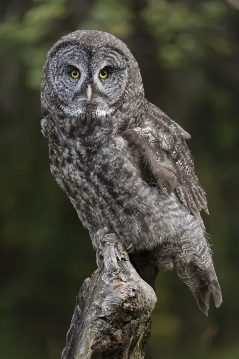 Framed Print : Great grey owl, Montana Framed Print : Great grey owl, Montana