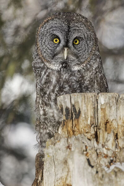 Great grey owl, Strix nebulosa, controlled situation