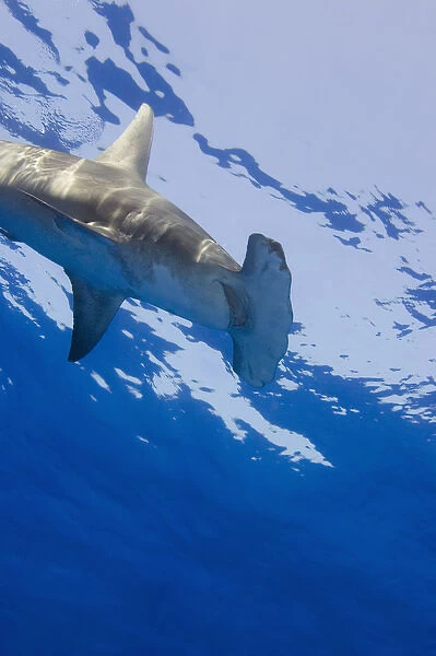 Great Hammerhead Shark (Sphyrna mokarran) Northern Bahamas