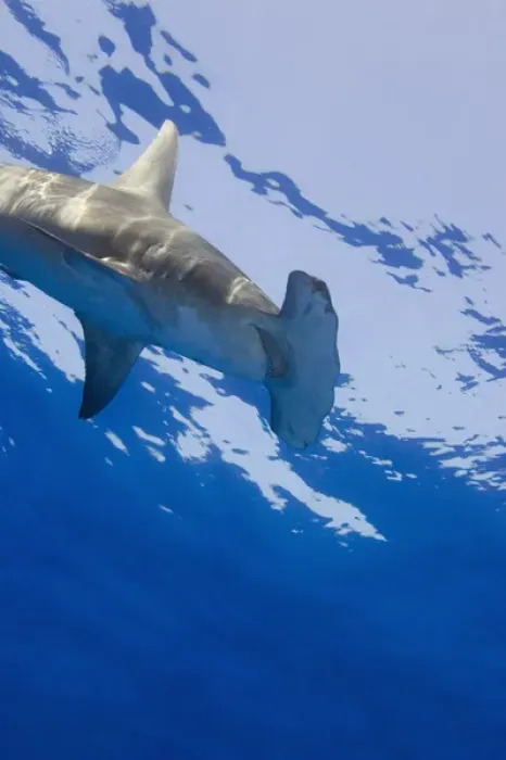 Framed Print : Great Hammerhead Shark (Sphyrna mokarran) Northern Bahamas