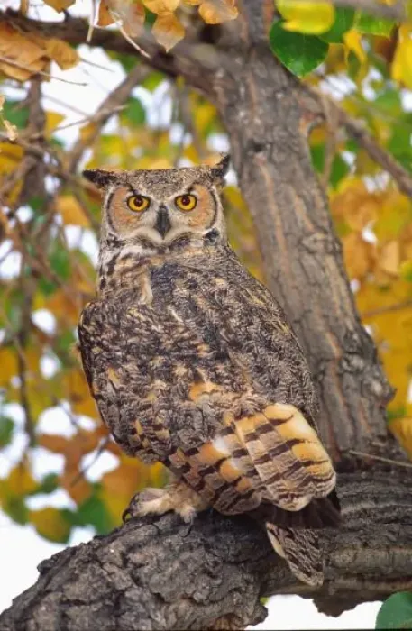 Framed Print : Great Horned Owl