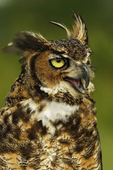 Framed Print : Great Horned Owl