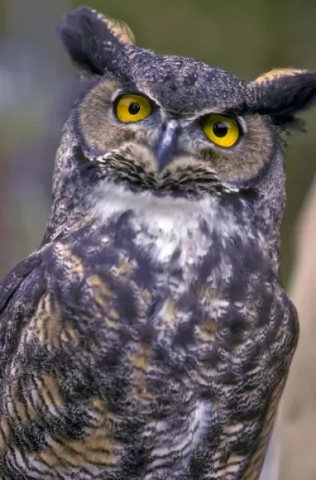 Framed Print : Great Horned Owl Framed Print : Great Horned Owl