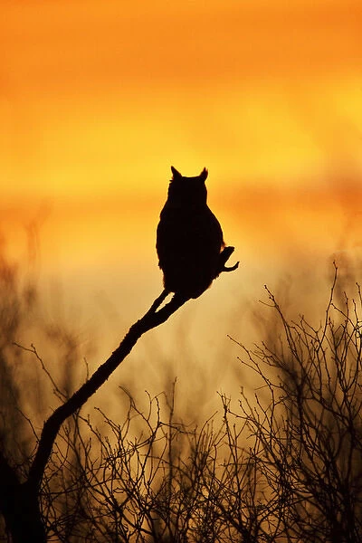 Great Horned Owl (Bubo virginianus) perched at sunset