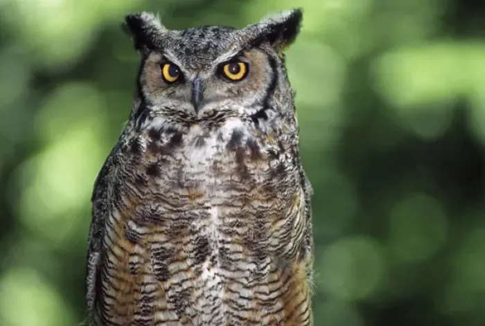 Framed Print : Great horned owl (Bubo virginianus), western Cascade Mountains, Washington, USA