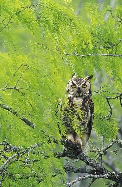 Great Horned Owl, Bubo virginianus, young in nest in mesquite tree, Willacy County
