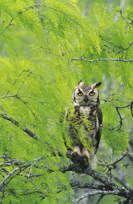 Framed Print : Great Horned Owl, Bubo virginianus, young in nest in mesquite tree, Willacy County Framed Print : Great Horned Owl, Bubo virginianus, young in nest in mesquite tree, Willacy County