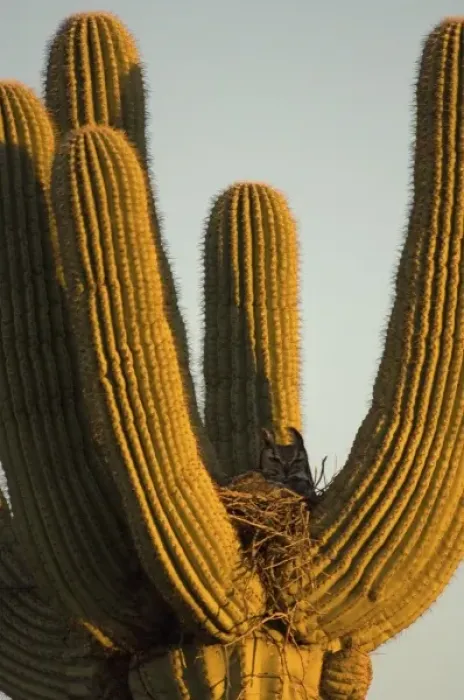 Framed Print : great horned owl, Bubo virginianus, in a saguaro, Carnegiea gigantea, catcus in
