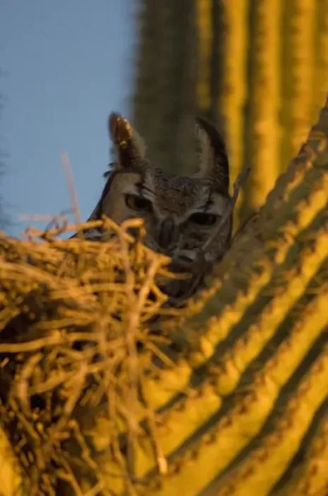 Framed Print : great horned owl, Bubo virginianus, in a saguaro, Carnegiea gigantea, catcus in Framed Print : great horned owl, Bubo virginianus, in a saguaro, Carnegiea gigantea, catcus in
