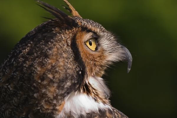 Great Horned Owl, Bubo virginianus, captive