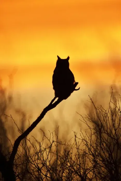 Framed Print : Great Horned Owl (Bubo virginianus) perched at sunset Framed Print : Great Horned Owl (Bubo virginianus) perched at sunset