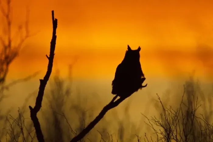 Framed Print : Great Horned Owl (Bubo virginianus) perched at sunset Framed Print : Great Horned Owl (Bubo virginianus) perched at sunset