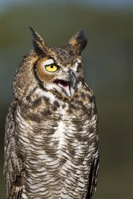 Framed Print : Great Horned Owl (Bubo virginianus) resting on perch in central Texas Framed Print : Great Horned Owl (Bubo virginianus) resting on perch in central Texas