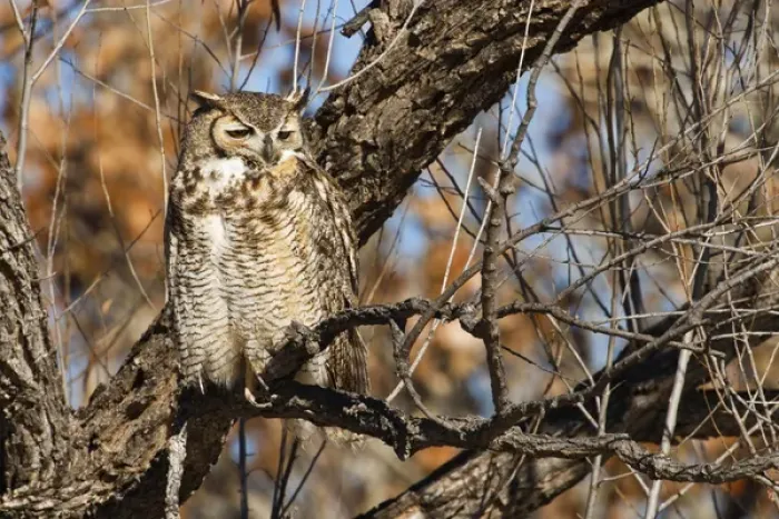 Framed Print : Great Horned Owl (Bubo virginianus) sleeping on perch in willow tree, New Mexico