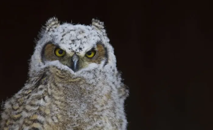 Framed Print : Great-horned Owl, Fledgling Framed Print : Great-horned Owl, Fledgling