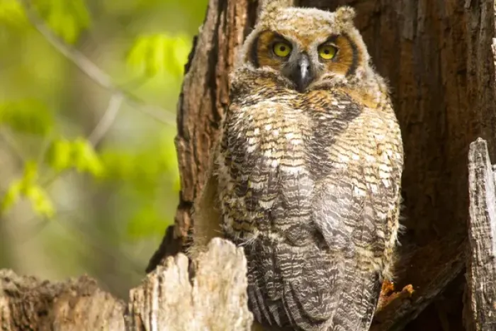 Framed Print : Great Horned Owl at nest site in Defiance, Ohio, USA Framed Print : Great Horned Owl at nest site in Defiance, Ohio, USA