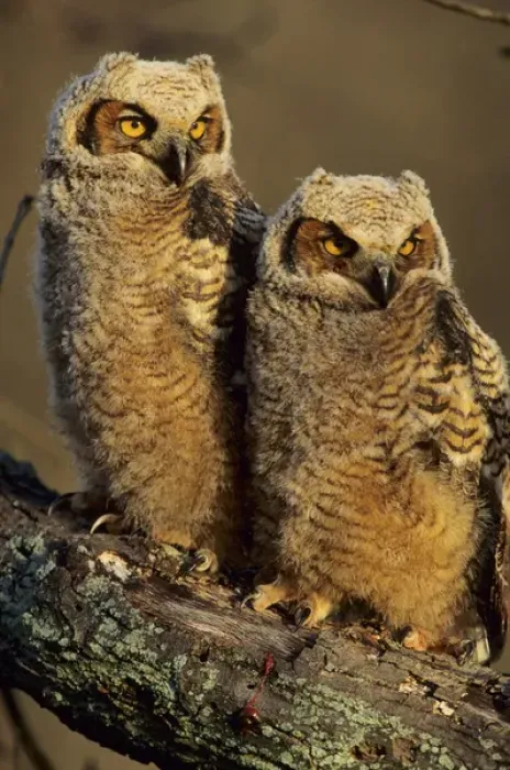 Framed Print : Great Horned Owls (Bubo virginianus) approx. 6 wks old, Illinois Framed Print : Great Horned Owls (Bubo virginianus) approx. 6 wks old, Illinois