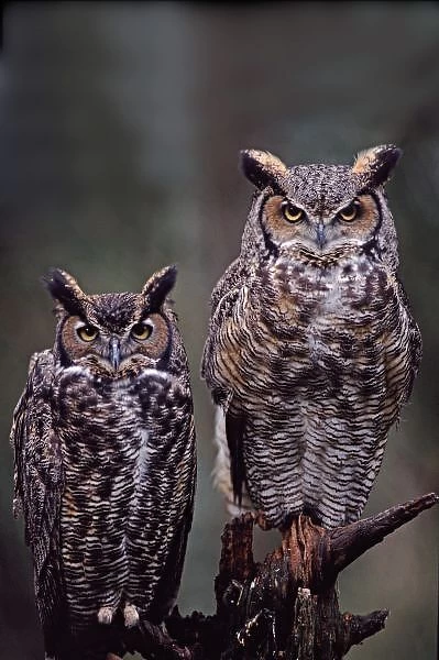 These Great Horned Owls (Bubo virginianus), Washington