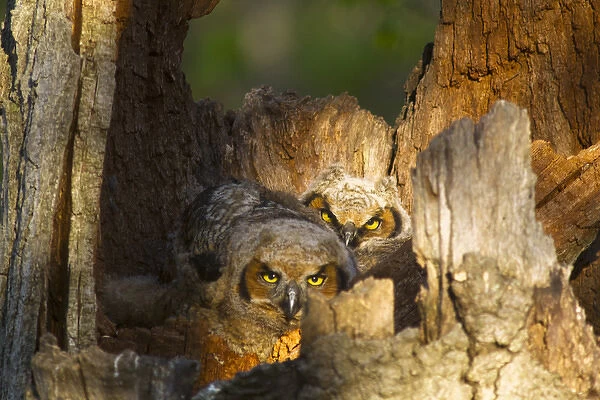 Great Horned Owls at nest site in Defiance, Ohio, USA