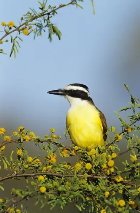 Framed Print : Great Kiskadee, Pitangus sulphuratus, adult on blooming Huisache (Acacia farnesiana) Framed Print : Great Kiskadee, Pitangus sulphuratus, adult on blooming Huisache (Acacia farnesiana)