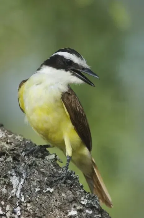 Framed Print : Great Kiskadee, Pitangus sulphuratus, adult, Willacy County, Rio Grande Valley, Texas Framed Print : Great Kiskadee, Pitangus sulphuratus, adult, Willacy County, Rio Grande Valley, Texas