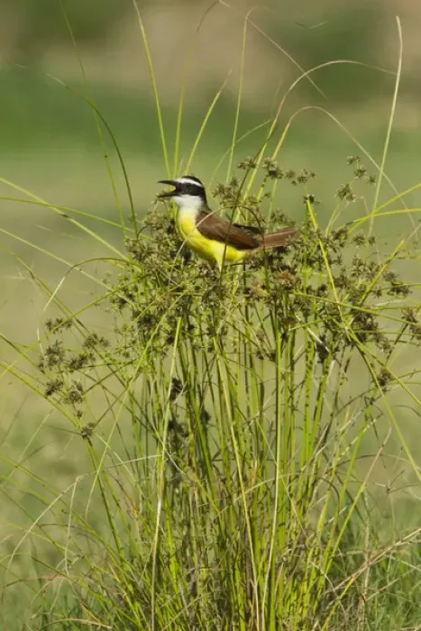Framed Print : Great Kiskadee (Pitangus sulphuratus) calling from perch in rushes