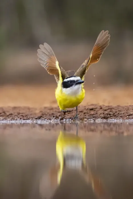 Framed Print : Great Kiskadee (Pitangus sulphuratus) flushing Framed Print : Great Kiskadee (Pitangus sulphuratus) flushing