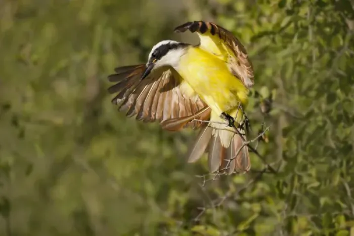 Framed Print : Great Kiskadee (Pitangus sulphuratus) landing
