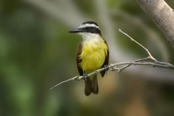 Framed Print : Great kiskadee, South Padre Island, Texas Framed Print : Great kiskadee, South Padre Island, Texas