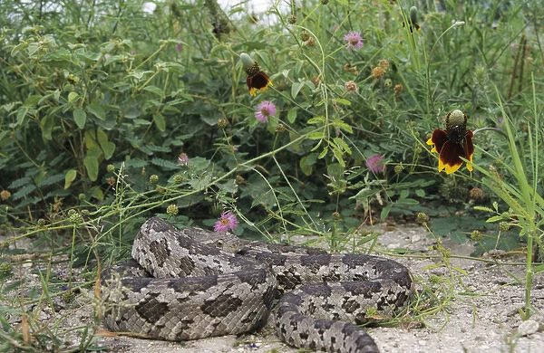 Great Plains Rat Snake, Elaphe guttata emoryi, adult with wildflowers, Lake Corpus Christi