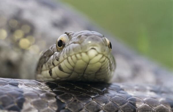 Great Plains Rat Snake, Elaphe guttata emoryi, adult, Lake Corpus Christi, Texas, USA