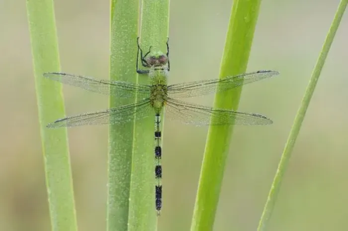 Framed Print : Great Pondhawk, Erythemis vesiculosa, adult resting on cattail covered in Dew, Willacy County