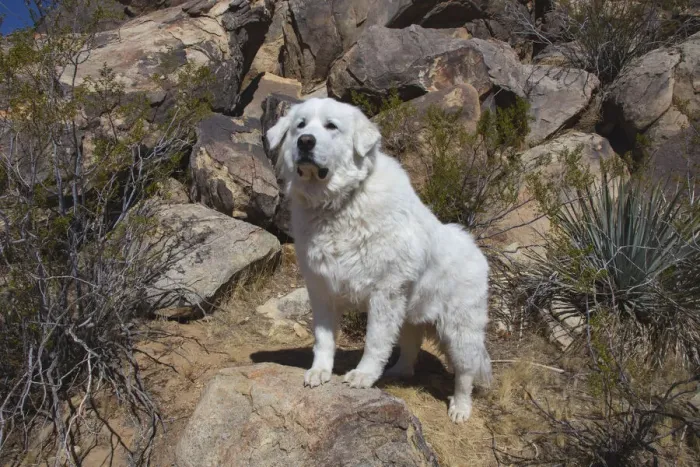 Framed Print : Great Pyrenees engoying the high desert