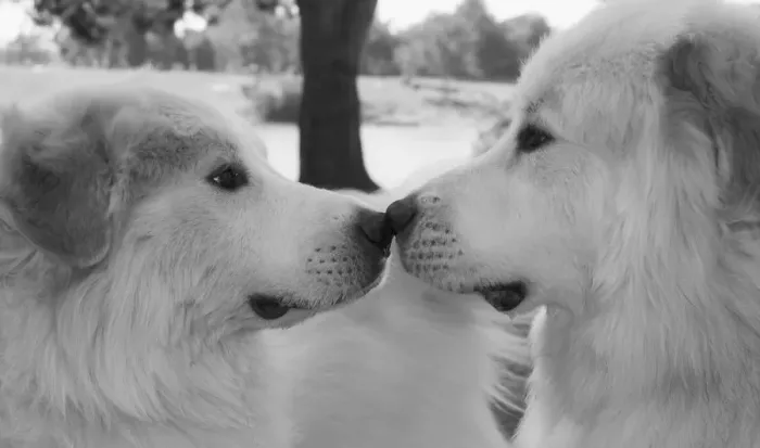Framed Print : Great Pyrenees eye to eye
