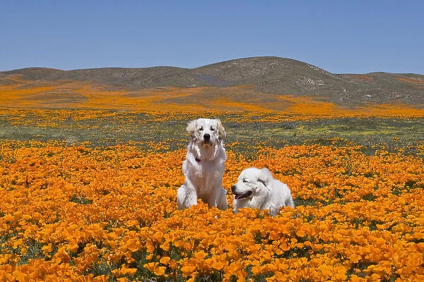 Two Great Pyrenees together in a field of wild Poppy flowers at Antelope Valley in