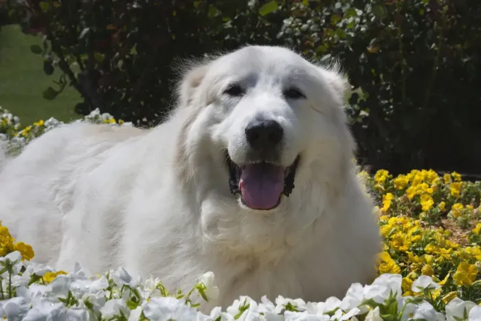 Framed Print : Great Pyrenees in the flowers Framed Print : Great Pyrenees in the flowers