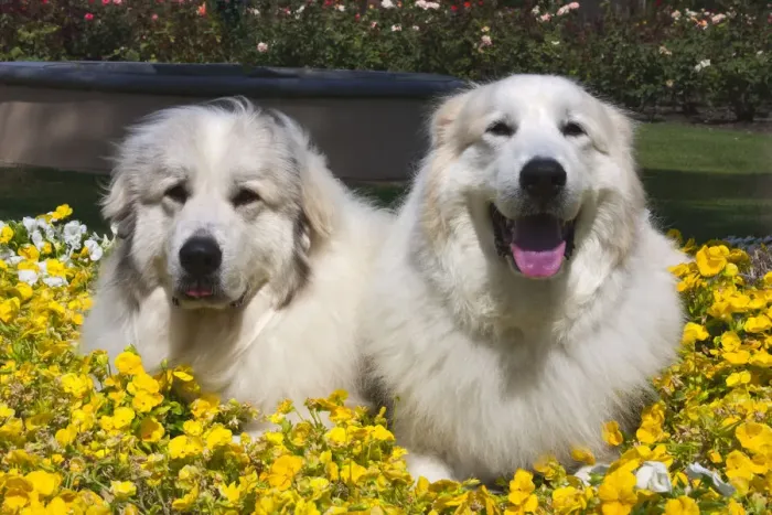 Framed Print : Great Pyrenees in the flowers