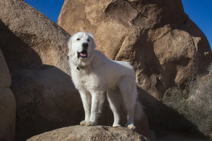Framed Print : Great Pyrenees on granite boulders Framed Print : Great Pyrenees on granite boulders