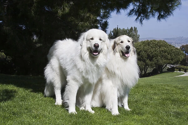 Two Great Pyrenees together at a Laguna Beach park in California