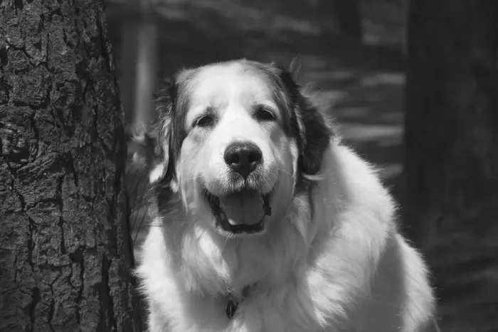 Framed Print : Great Pyrenees at the park