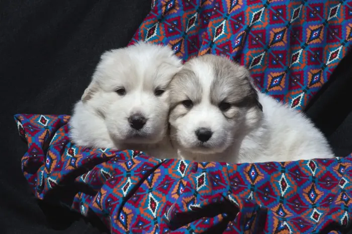 Framed Print : Great Pyrenees puppies Framed Print : Great Pyrenees puppies