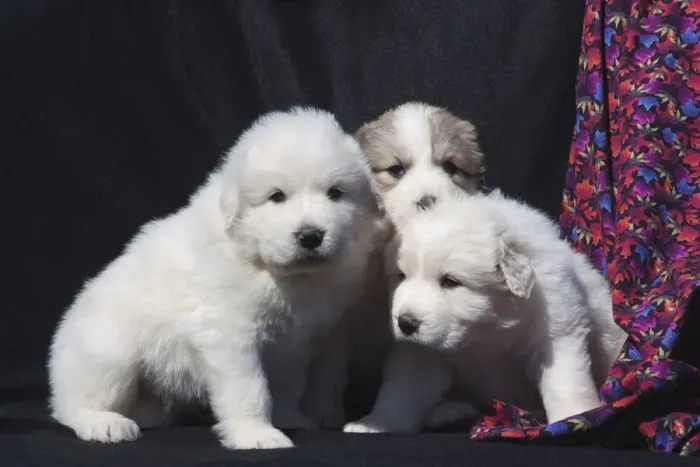 Framed Print : Great Pyrenees puppies